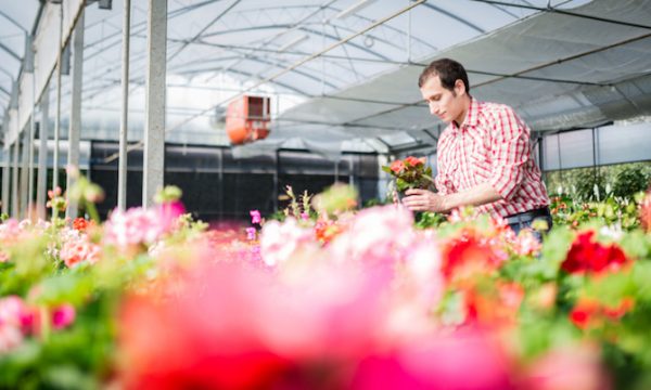 Вакансии в Голландии на цветочном производстве