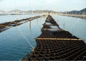 Работа на морских фермах Южной Кореи
